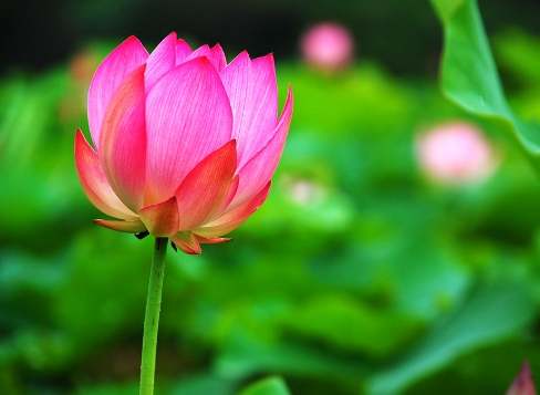 蓮花荷花區別 蓮花荷花區別