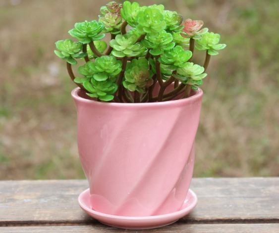 花盆變白原因 花盆變白原因