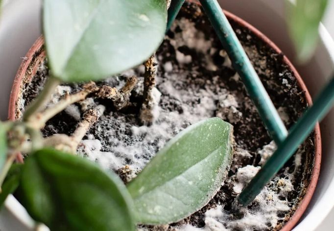 盆栽長白毛原因 盆栽長白毛原因