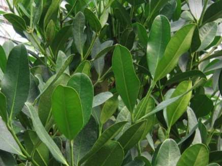 福木使用方法 福木使用方法