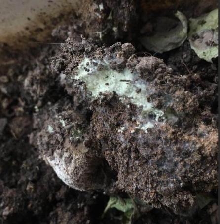 土壤發霉原因 土壤發霉原因