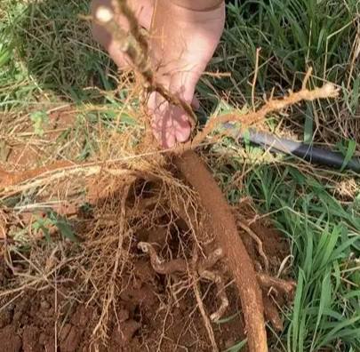 植物爛根症狀 植物爛根症狀