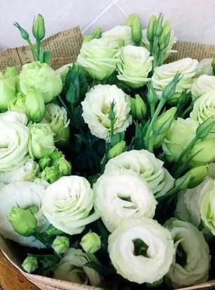 綠色洋桔梗寓意