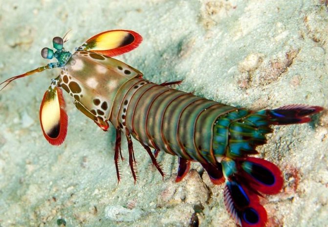 螳螂虾养殖技巧 螳螂虾养殖技巧