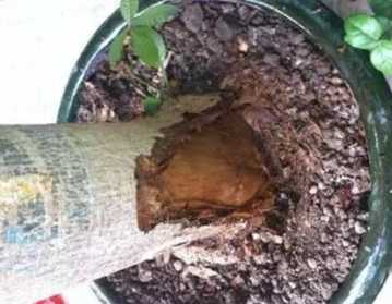 爛根處理技巧 爛根處理技巧