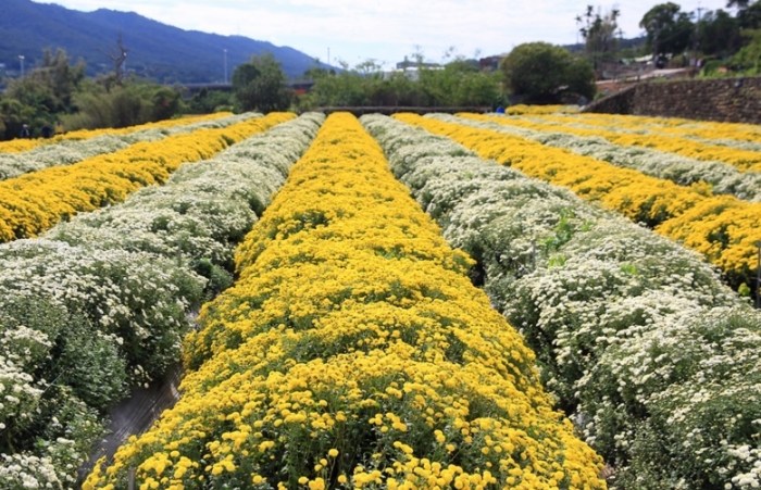 黃菊功效 黃菊功效