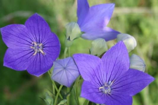 桔梗花種植方法 桔梗花種植方法