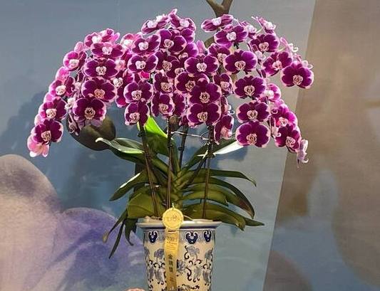 蘭花養護技巧 蘭花養護技巧