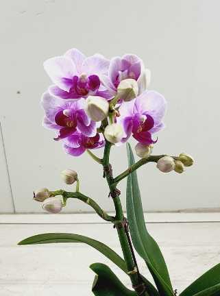 蘭花開花後照顧