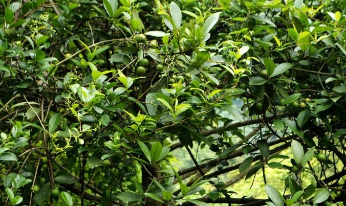 福木使用方法 福木使用方法