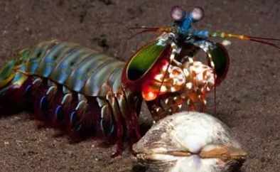 螳螂蝦生態 螳螂蝦生態