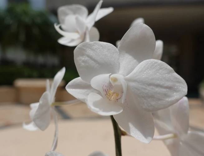 蘭花養護技巧 蘭花養護技巧