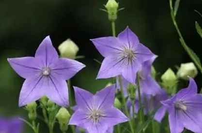 桔梗花照顧技巧 桔梗花照顧技巧
