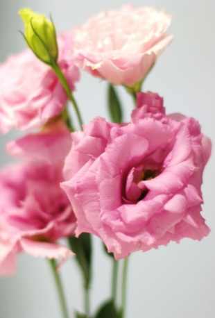 桔梗花種植方法