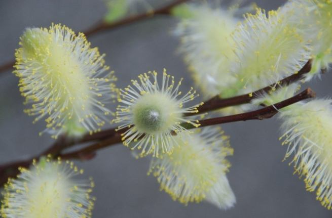 銀柳過敏症狀 銀柳過敏症狀