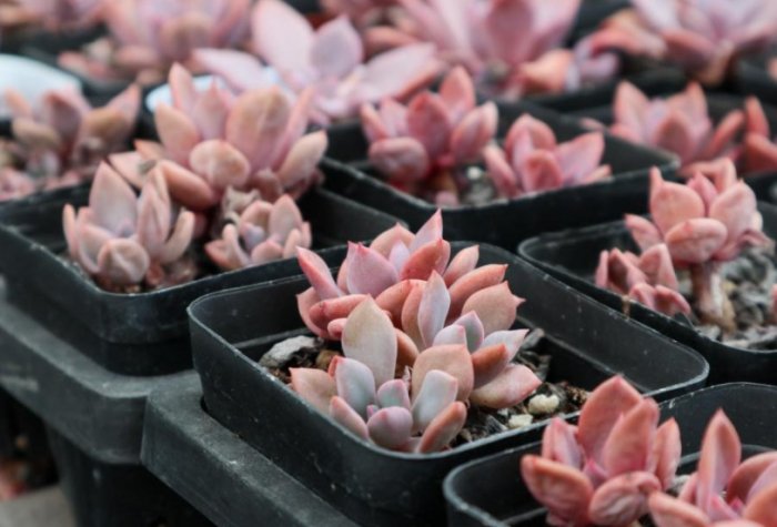 側芽繁殖技巧 側芽繁殖技巧