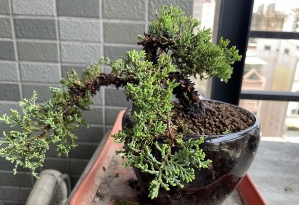 珍珠柏養護方法