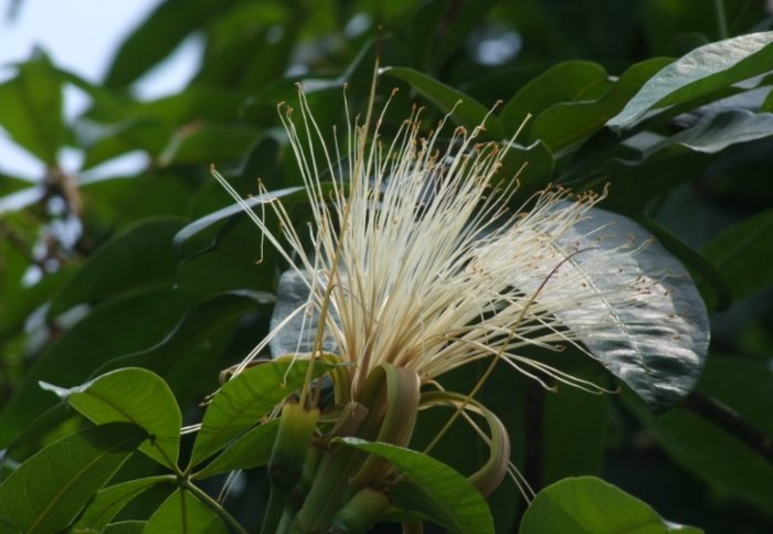 马拉巴栗 葉子黃 马拉巴栗 葉子黃