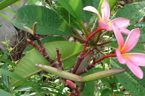 雞蛋花爛根處理