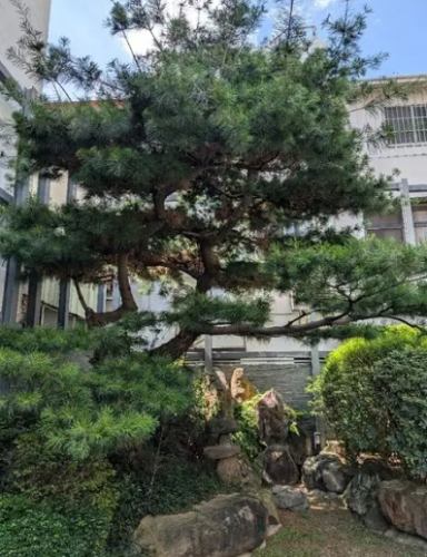 五葉松病害 五葉松病害