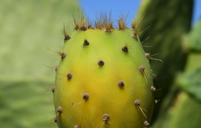 仙人掌紫色處理