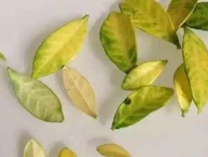 葉子尖端變黃原因