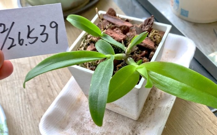 寵物飼養技巧 寵物飼養技巧