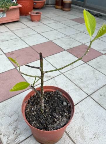 玉蘭花施肥方法