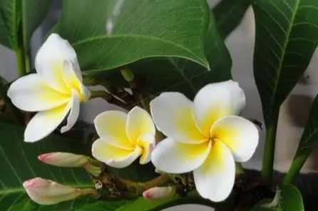 雞蛋花養護方法