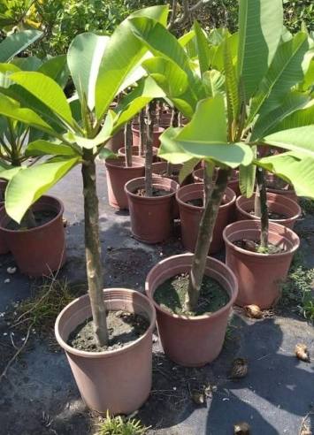 雞蛋花喬木種植 雞蛋花喬木種植