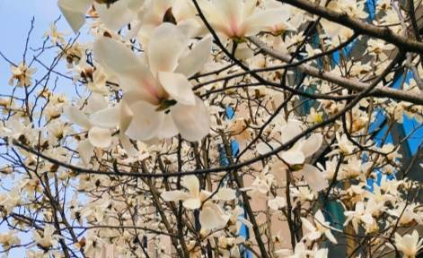 雞蛋花養護大小 雞蛋花養護大小