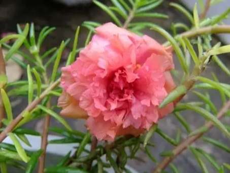 多肉植物繁殖方法 多肉植物繁殖方法