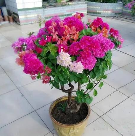 植物換盆技巧 植物換盆技巧