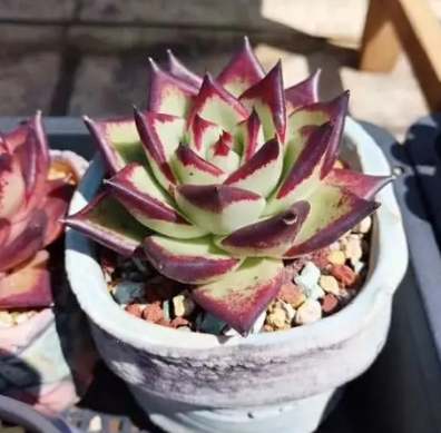 多肉換盆澆水時間 多肉換盆澆水時間