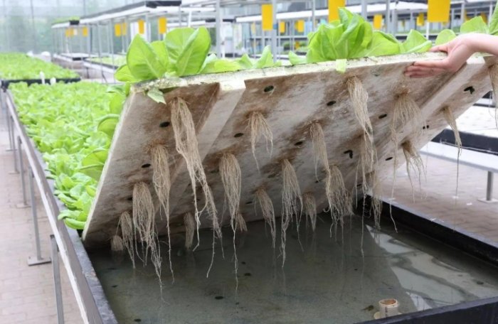 松葉牡丹水培常見問題