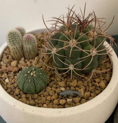 仙人掌變軟原因 仙人掌變軟原因