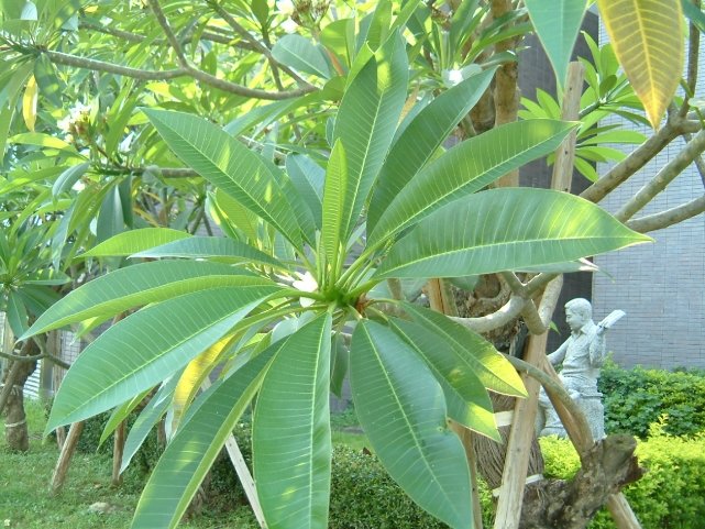 雞蛋花生長特性 雞蛋花生長特性