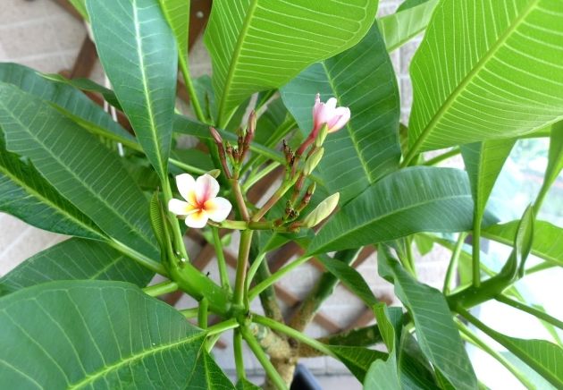 雞蛋花花期 雞蛋花花期