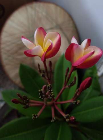 雞蛋花梔子花比較