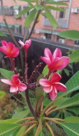 雞蛋花花期 雞蛋花花期