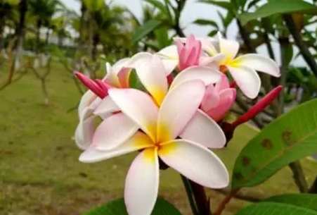 雞蛋花種植結果 雞蛋花種植結果