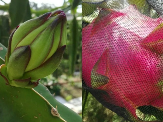 仙人掌果實營養