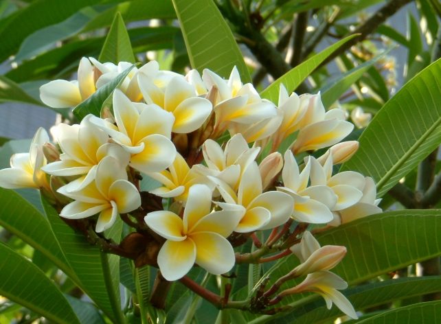 雞蛋花 喬木 雞蛋花 喬木