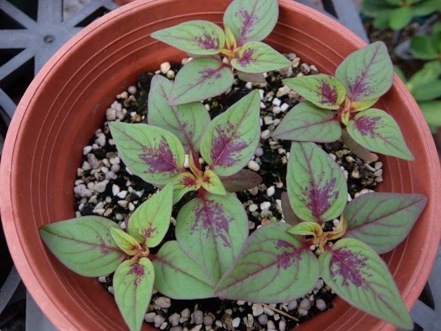 雞冠花種子發芽方法 雞冠花種子發芽方法