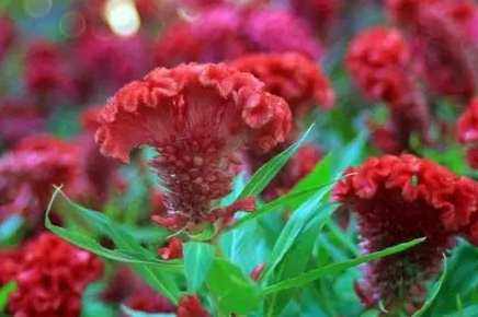 雞冠花插枝技巧