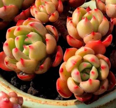 多肉換盆後澆水技巧 多肉換盆後澆水技巧