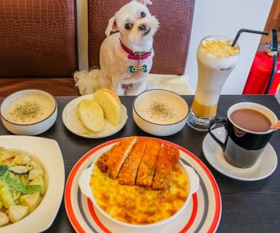 寵物友好餐廳台南 寵物友好餐廳台南