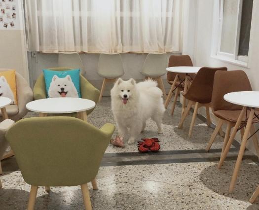 帶狗用餐台南 帶狗用餐台南