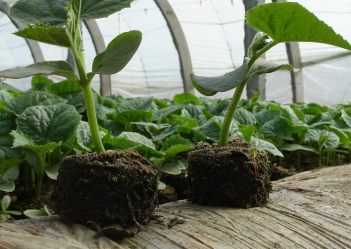 泥炭土配方 泥炭土配方