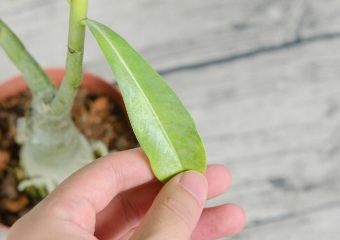 沙漠玫瑰病害防治 沙漠玫瑰病害防治